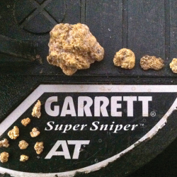Steve S. verwendet seinen AT-Gold-Metalldetektor mit der Sniper-Spule, um diese 8,618 Gramm schweren Goldklumpen zu entdecken.